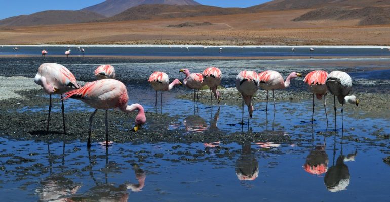A group of flamingos standing quietly in shallow water, reflecting together in a calm natural landscape under a clear sky.